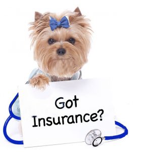 Pet insurance market