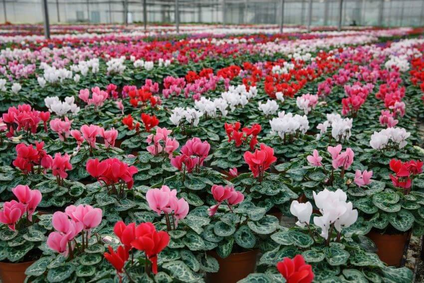 Cyclamen Market